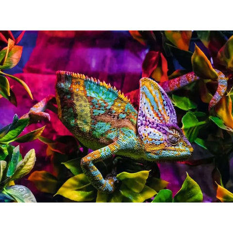 Chameleon 500 Piece Jigsaw Puzzle for Adults