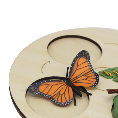 BUTTERFLY METAMORPHOSIS