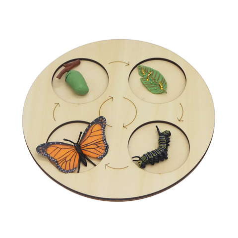 BUTTERFLY METAMORPHOSIS