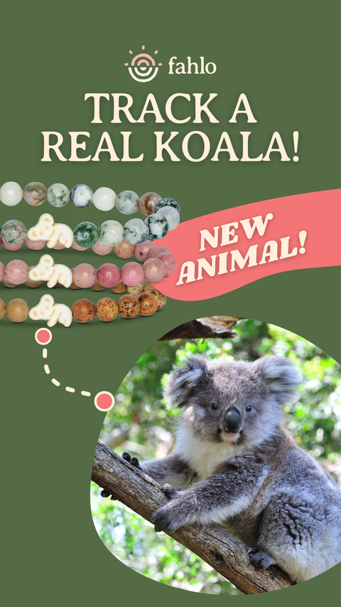 Koala_Story_2_oybox.ae