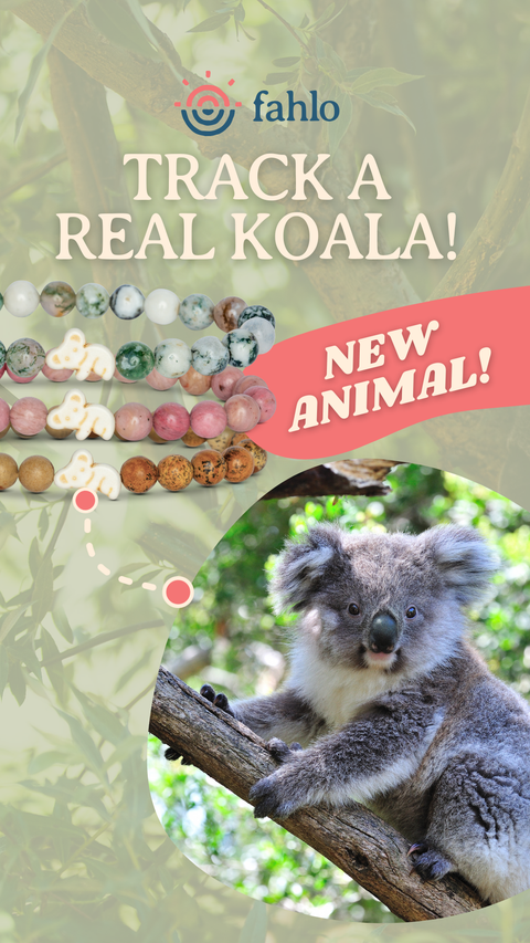 Koala_Story_3_Toybox.ae