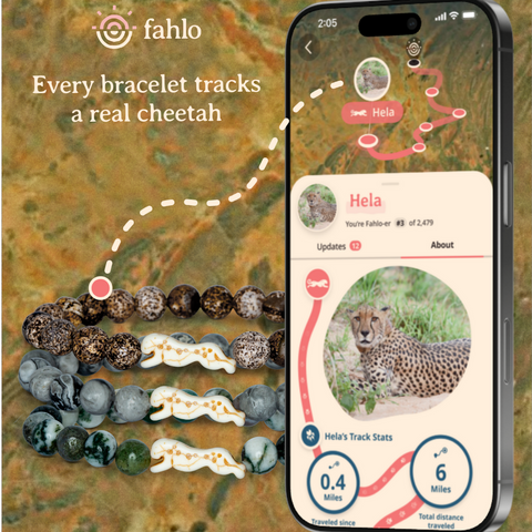 W-SPR-ACACIA_Toybox.ae