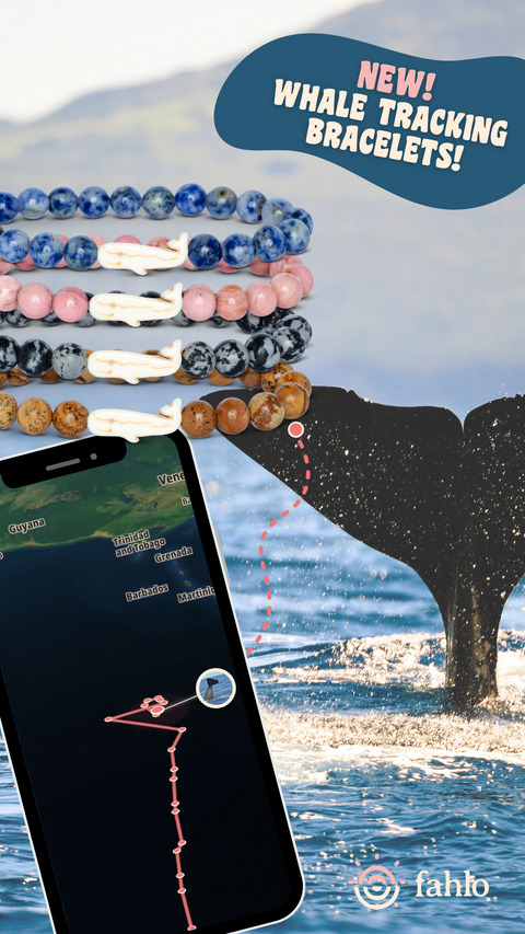 Whale_Launch_-_IG_Story_Toybox.ae