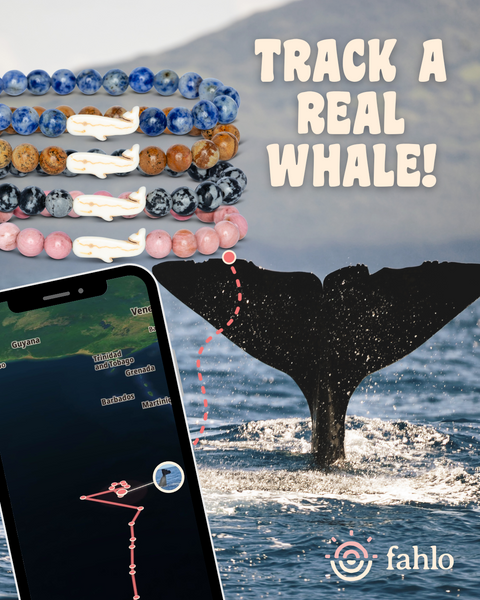 Whale_Launch_-_In_Feed_Toybox.ae