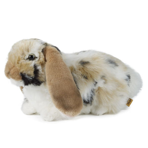Dutch Lop Eared Rabbit Brown
