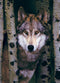 Eurographics Gray Wolf-1000 Pcs Puzzle