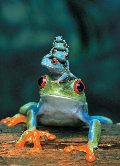 Eurographics Red Eyed Tree Frog - 1000 Pcs Puzzle - www.toybox.ae