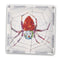 By Eric Carle | The Very Busy Spider - www.toybox.ae